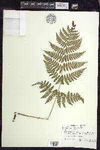 Dryopteris × triploidea image