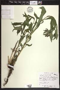 Lithospermum latifolium image