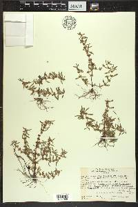 Rotala ramosior image