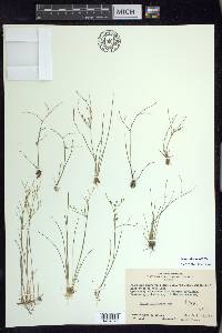 Juncus pelocarpus image