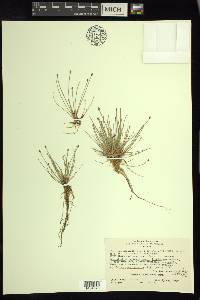 Eleocharis flavescens image
