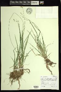 Carex deweyana image