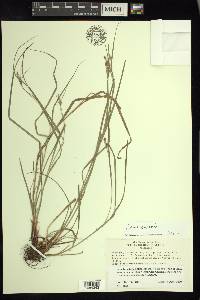 Carex swanii image