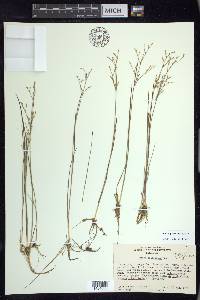 Juncus pelocarpus image