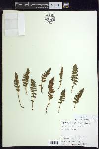 Woodsia ilvensis image