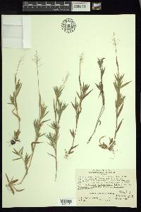 Panicum acuminatum image