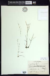 Juncus pelocarpus image