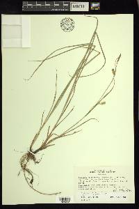 Carex tetanica image