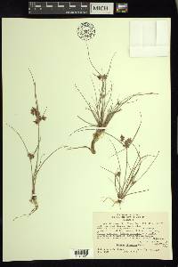 Cyperus bipartitus image