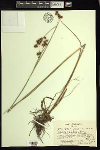 Cladium mariscoides image