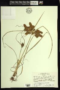 Cyperus erythrorhizos image