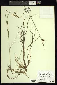 Carex magellanica image