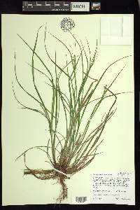 Carex swanii image