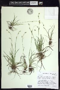 Carex capillaris image