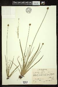 Xyris difformis image