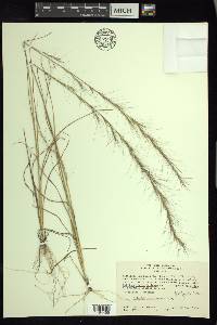 Aristida purpurascens image