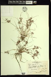 Cyperus bipartitus image