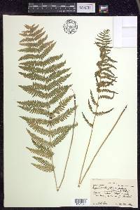 Thelypteris palustris var. pubescens image