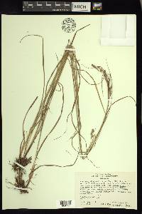 Carex swanii image