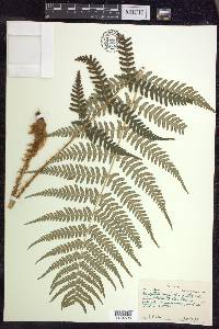 Dryopteris marginalis f. elegans image
