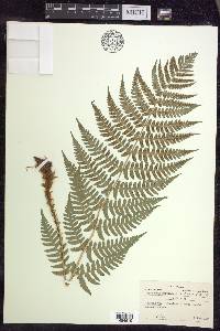 Dryopteris marginalis f. elegans image