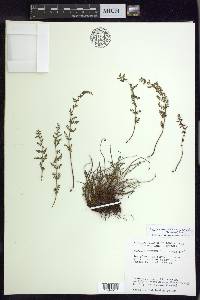 Woodsia oregana subsp. cathcartiana image