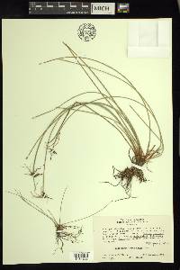 Eleocharis melanocarpa image