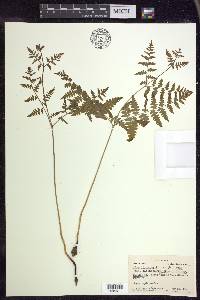 Pteridium aquilinum subsp. latiusculum image