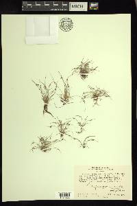 Cyperus subsquarrosus image