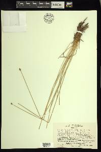 Eleocharis melanocarpa image