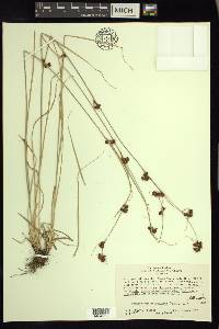 Rhynchospora capitellata image