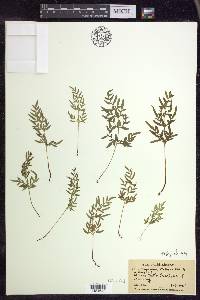 Cryptogramma stelleri image