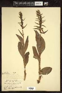 Coeloglossum viride image