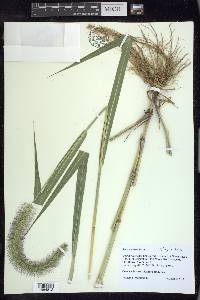 Setaria faberi image