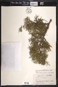 Juniperus occidentalis image