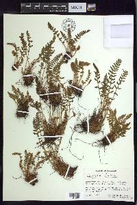 Woodsia ilvensis image