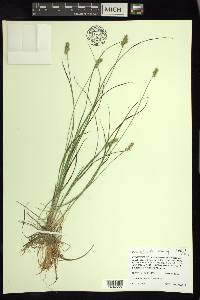 Carex echinata image