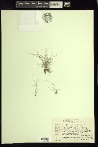 Cyperus subsquarrosus image