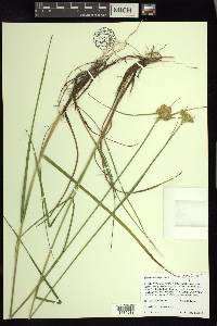 Eriophorum virginicum image