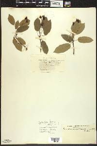 Amelanchier laevis image