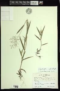 Panicum acuminatum image