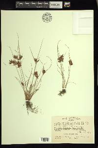 Cyperus diandrus image