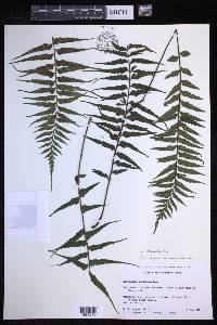 Asplenium neobrackenridgei image