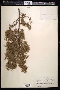 Juniperus rigida image