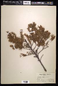 Juniperus formosana image