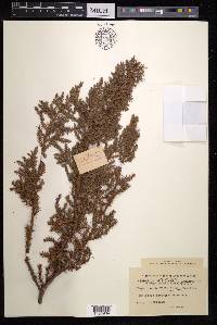 Juniperus squamata image