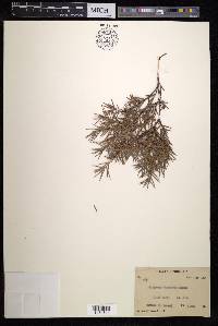 Juniperus formosana image