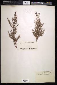 Cupressus sempervirens image