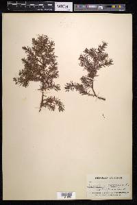 Juniperus communis var. alpina image