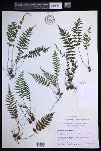 Asplenium neobrackenridgei image